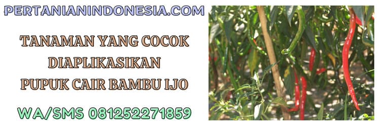 tanaman,budidaya tanaman,petani,budidaya,tumbuhan
